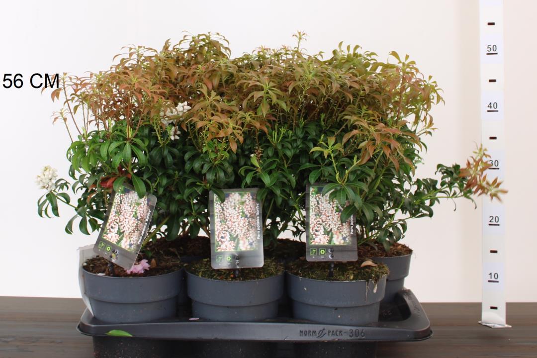 Pieris jap. Bonfire - Image 3