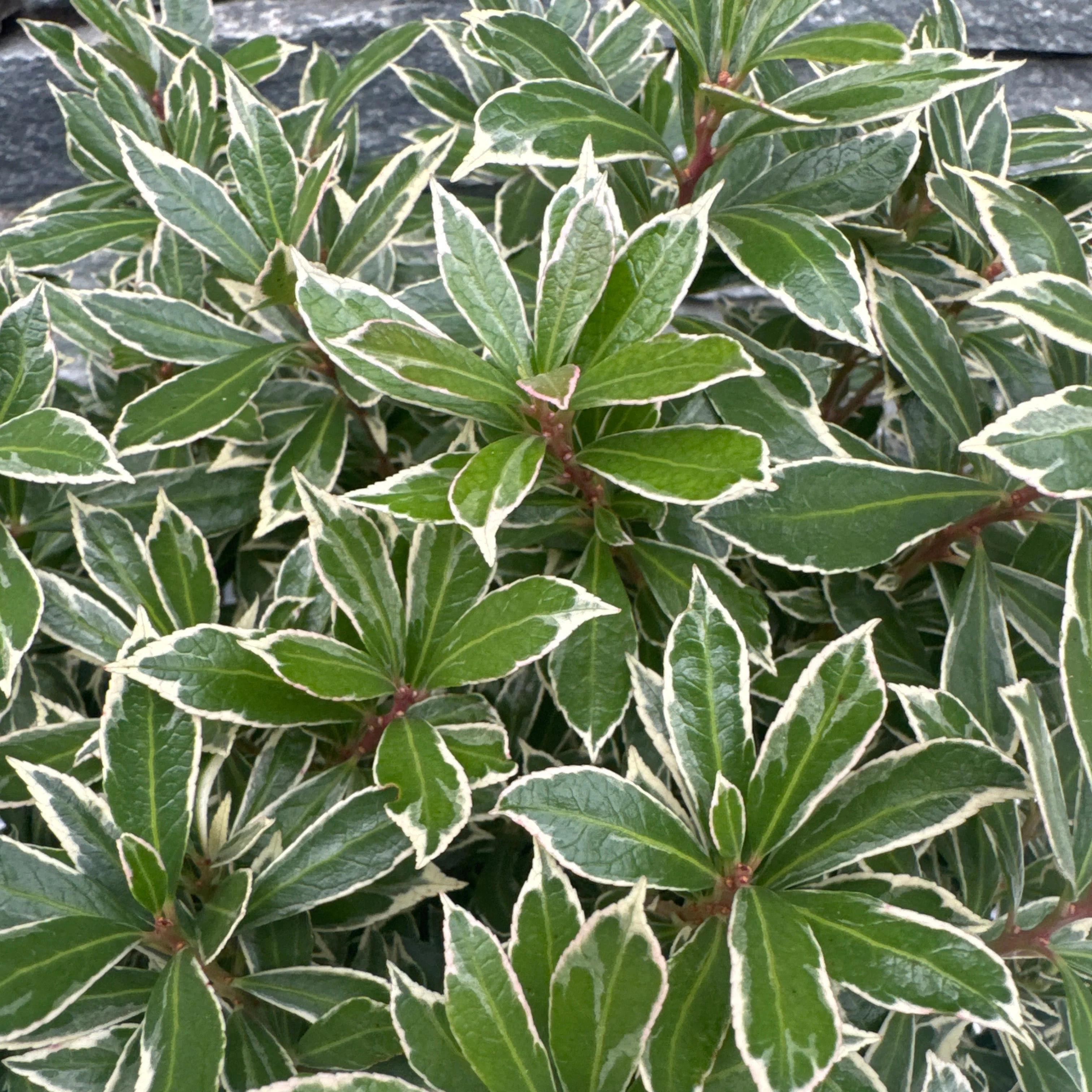 Pieris jap. Little Heath  2 Ltr pot - Image 2