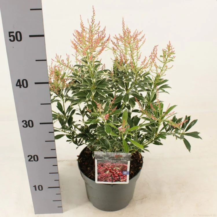 Pieris jap. Polar Passion  2 Ltr pot - Image 2
