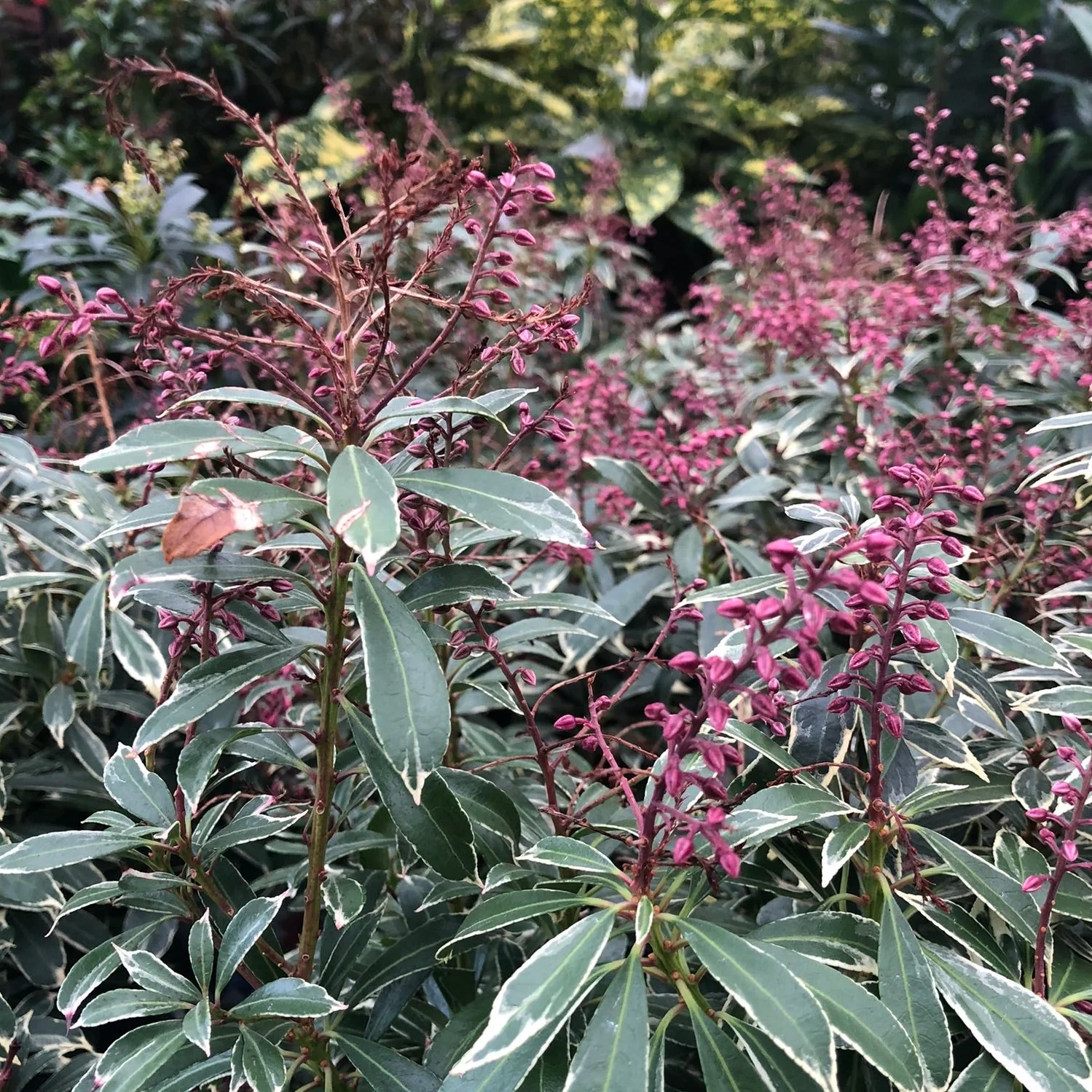 Pieris jap. Polar Passion  2 Ltr pot - Image 3