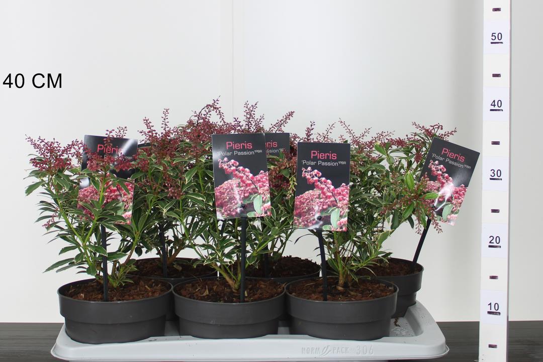 Pieris jap. Polar Passion PBR - Image 3
