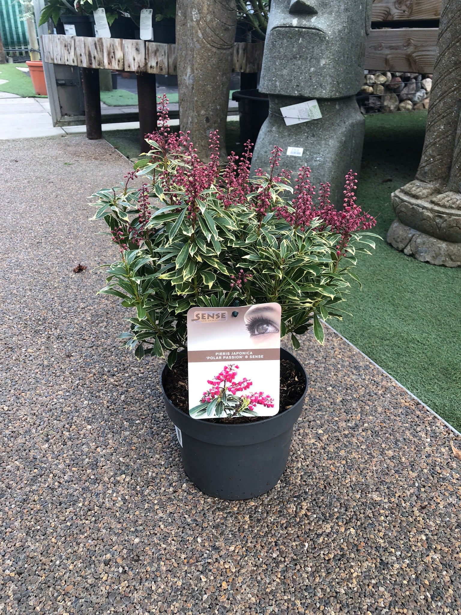 Pieris jap. Polar Passion PBR - Image 2