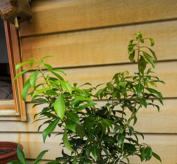 Pieris jap. Valley Valentine - Image 3