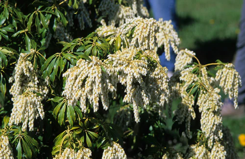 Pieris jap. White Cascade