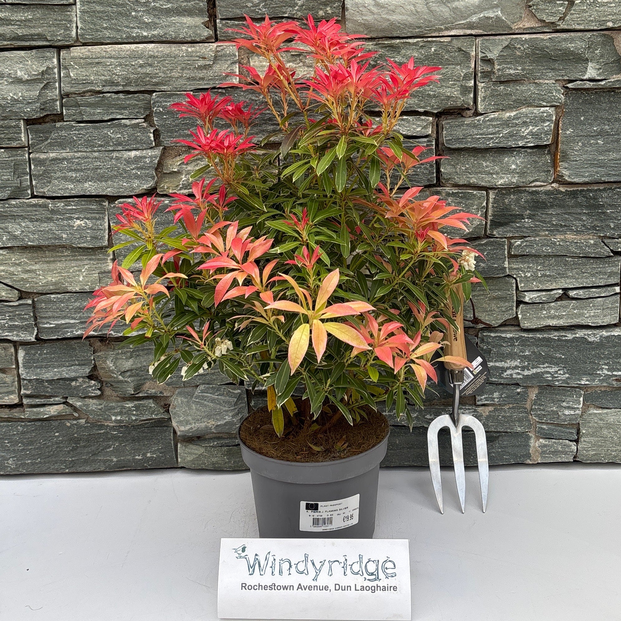 PIERIS J. FLAMING SILVER - Image 2