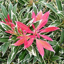 PIERIS J. FLAMING SILVER - Image 3