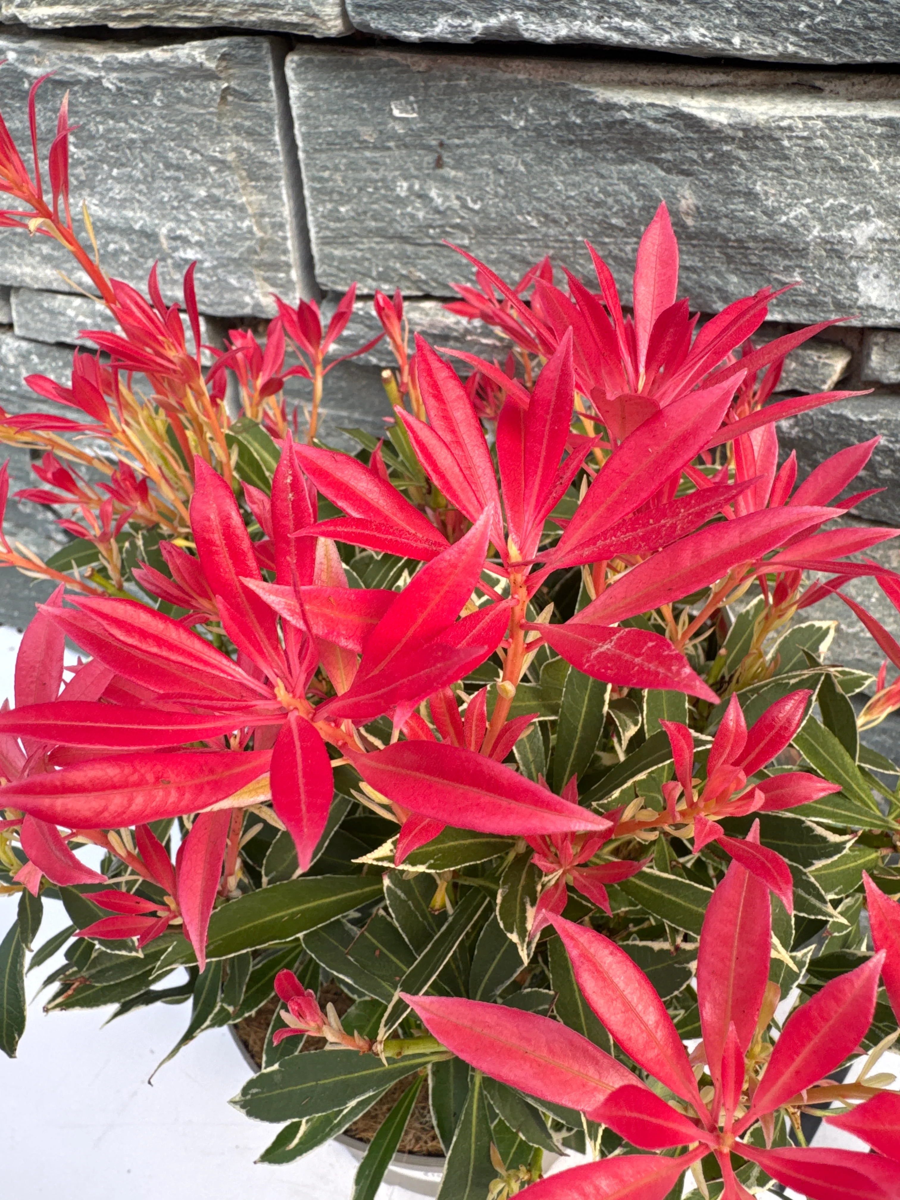 PIERIS J. FLAMING SILVER - Image 4