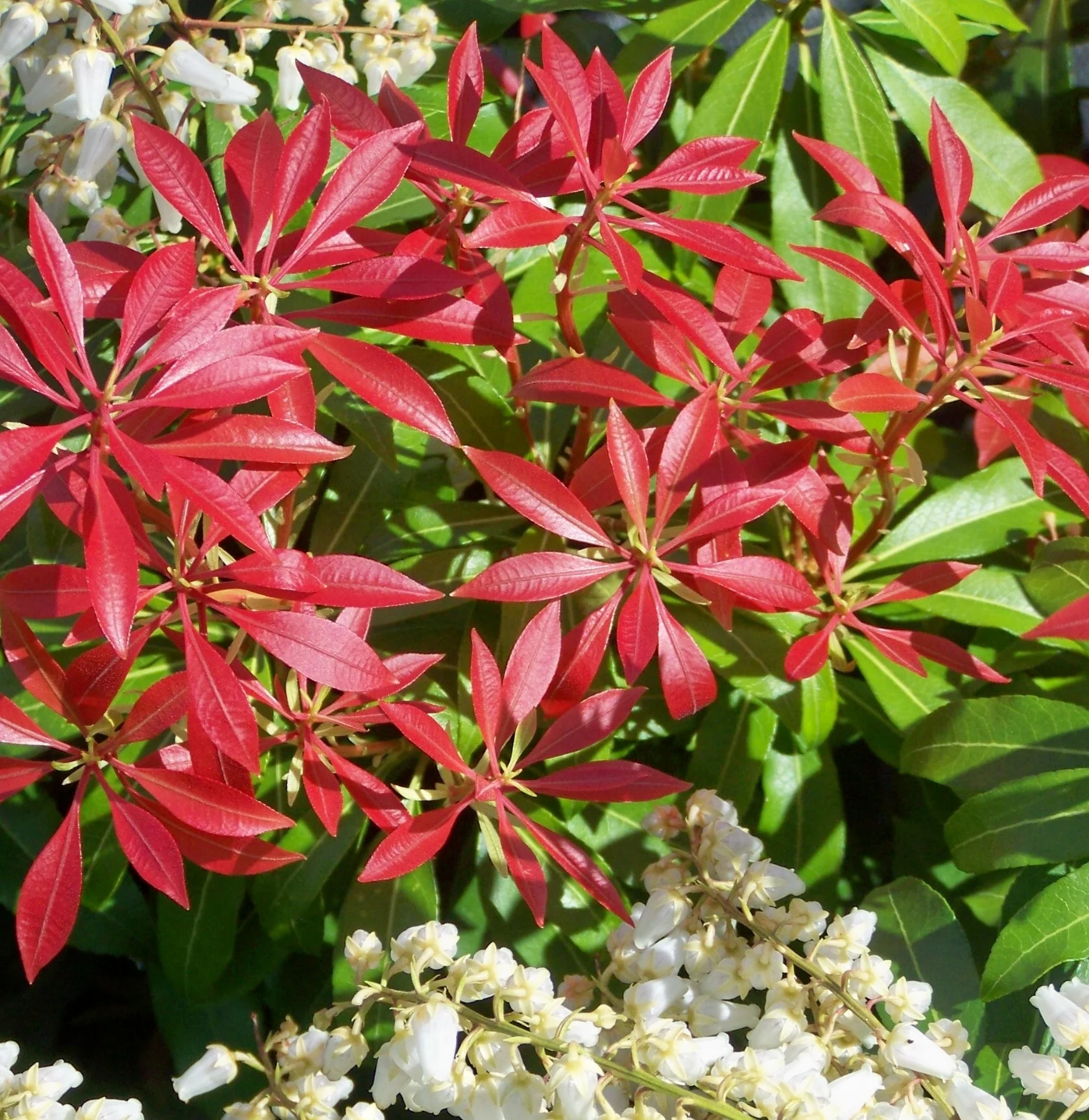 PIERIS JAPONICA MOUNTAIN FIRE