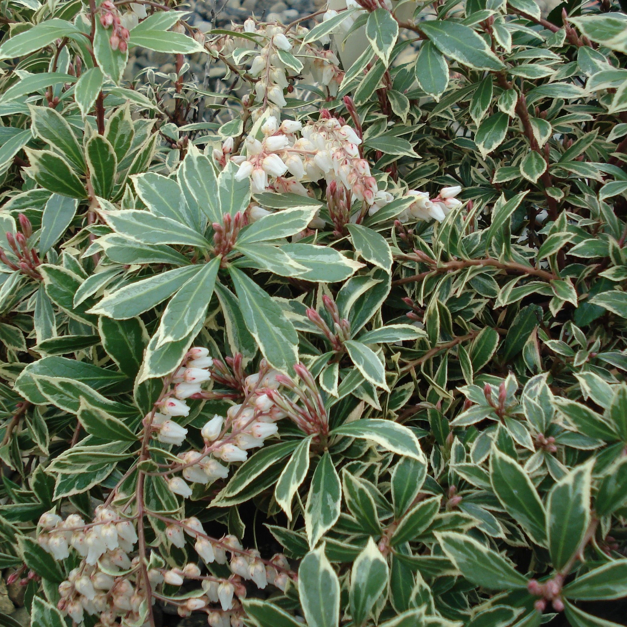 Pieris Little Heath 3ltr pots