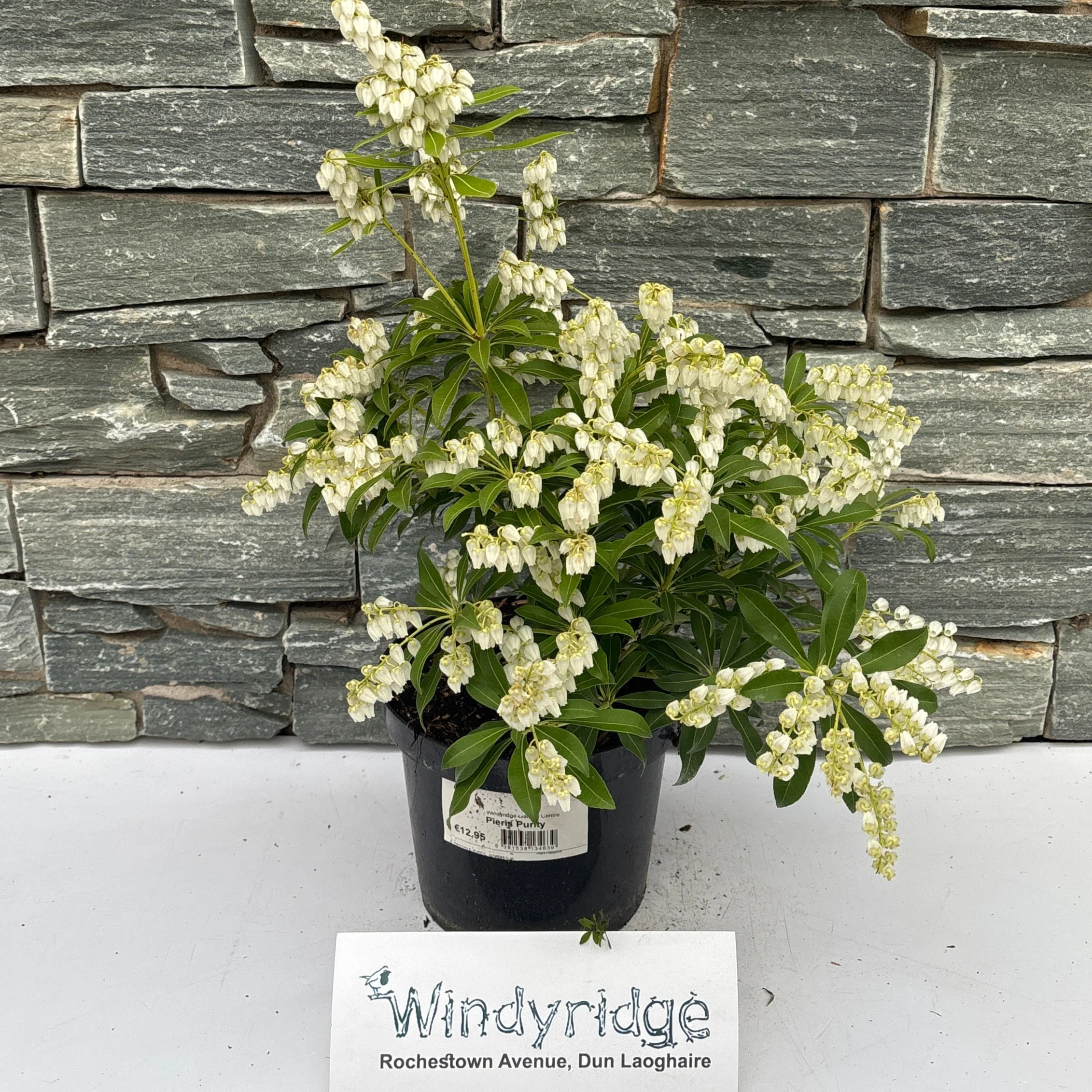 Pieris Purity