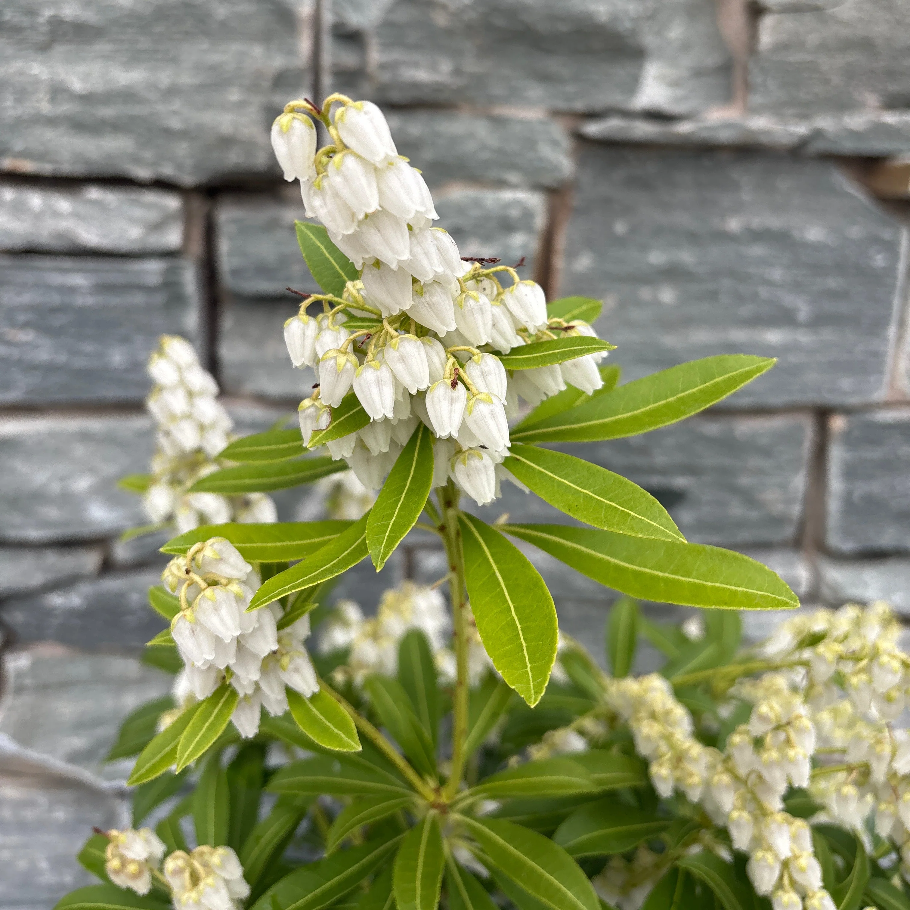 Pieris Purity - Image 2