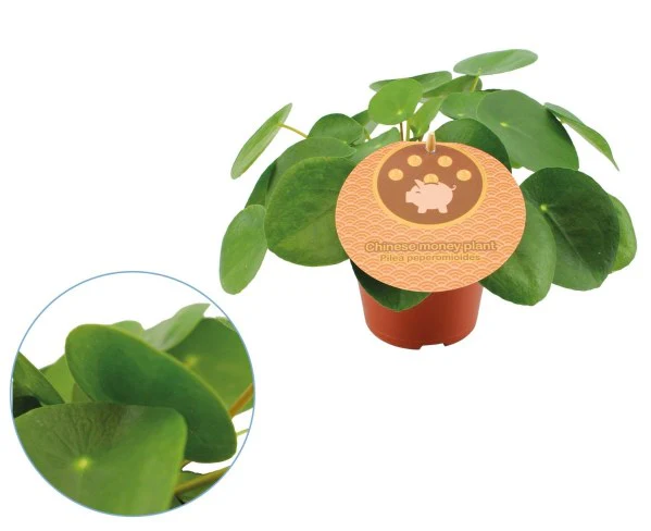 Pilea peperomoides  P12
