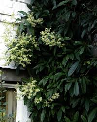 Pileostegia viburnoides - Image 2