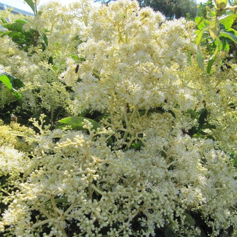 Pileostegia viburnoides - Image 3