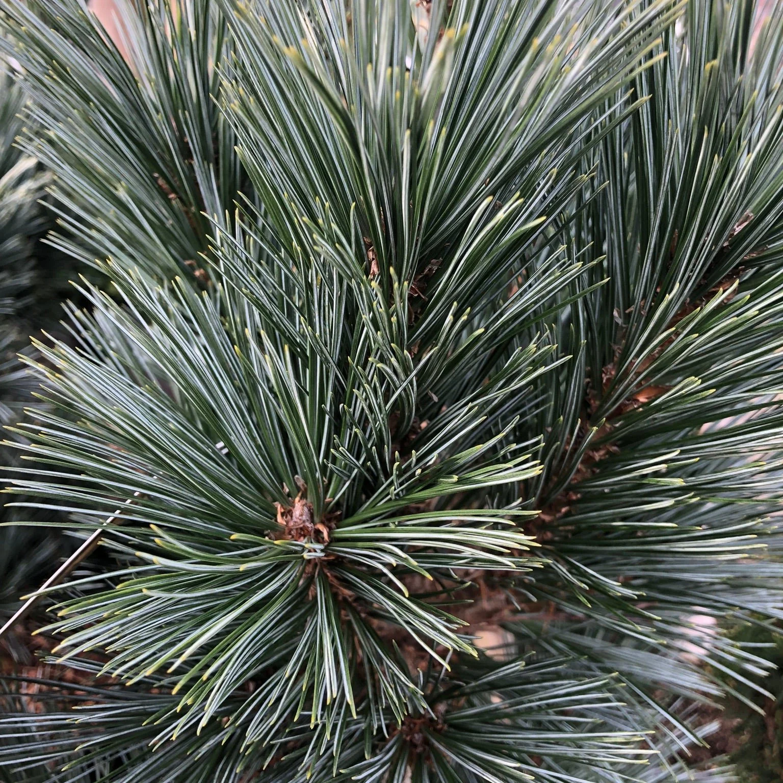 Pinus flex. Vanderwolfs Pyramid