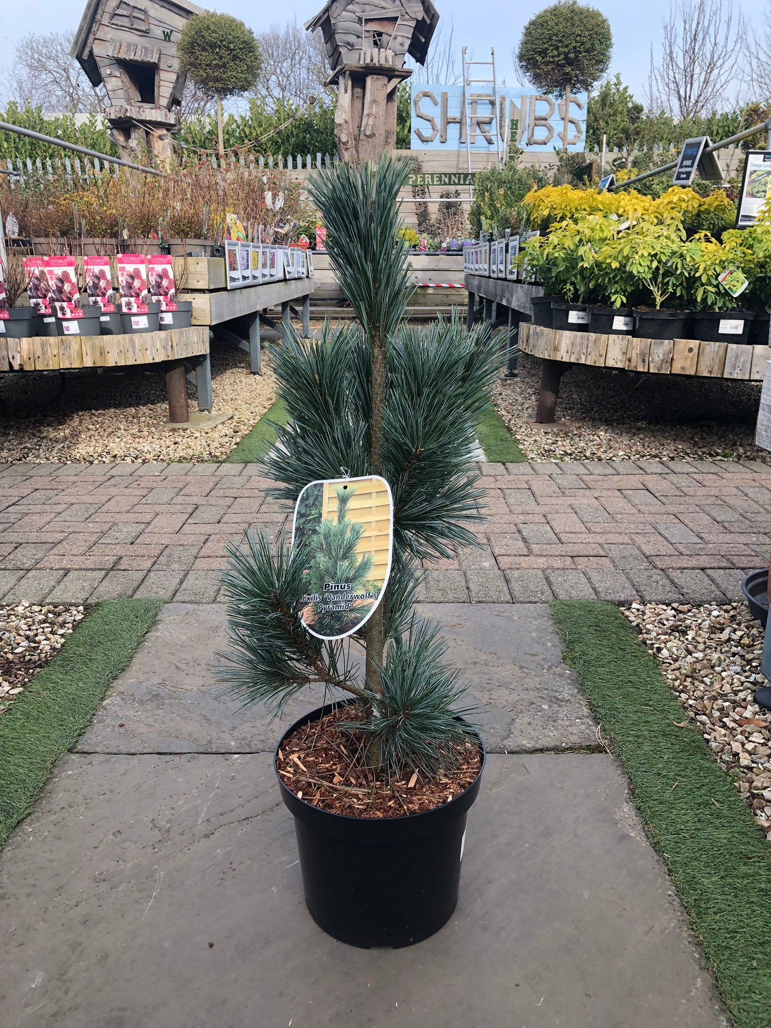 Pinus flex. Vanderwolfs Pyramid - Image 2