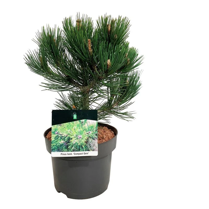 Pinus heldreichii Compact Gem  25-30 CM C5 - Image 3