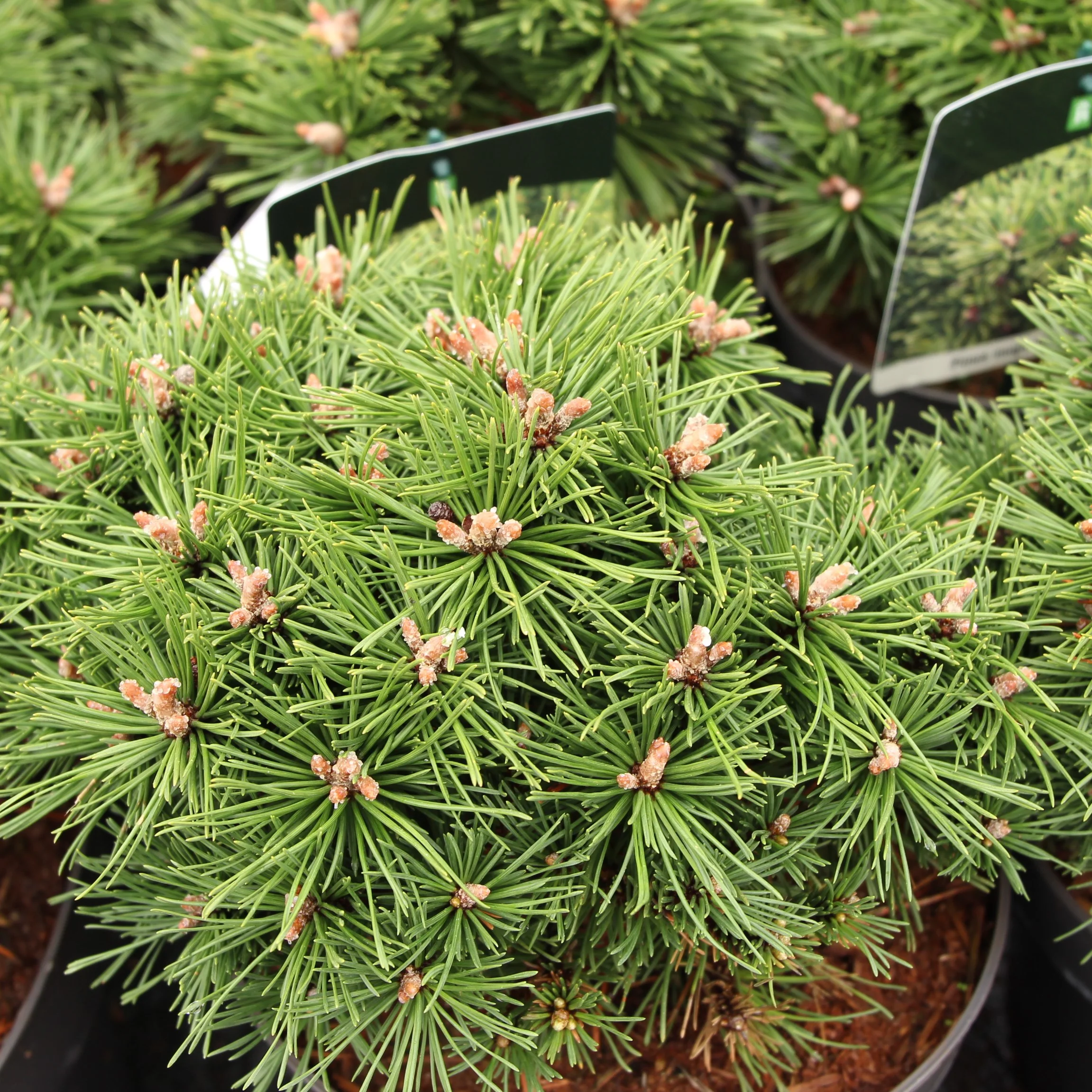 Pinus Mugo Benjamin