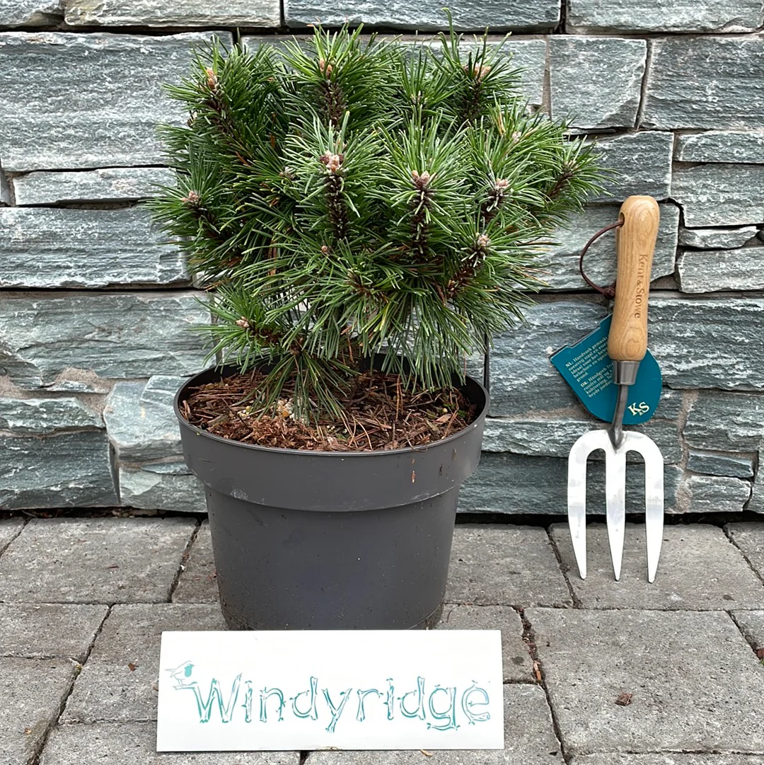 Pinus mugo Benjamin  5 Ltr pot - Image 3