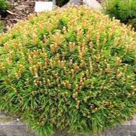 Pinus mugo Benjamin  5 Ltr pot - Image 4