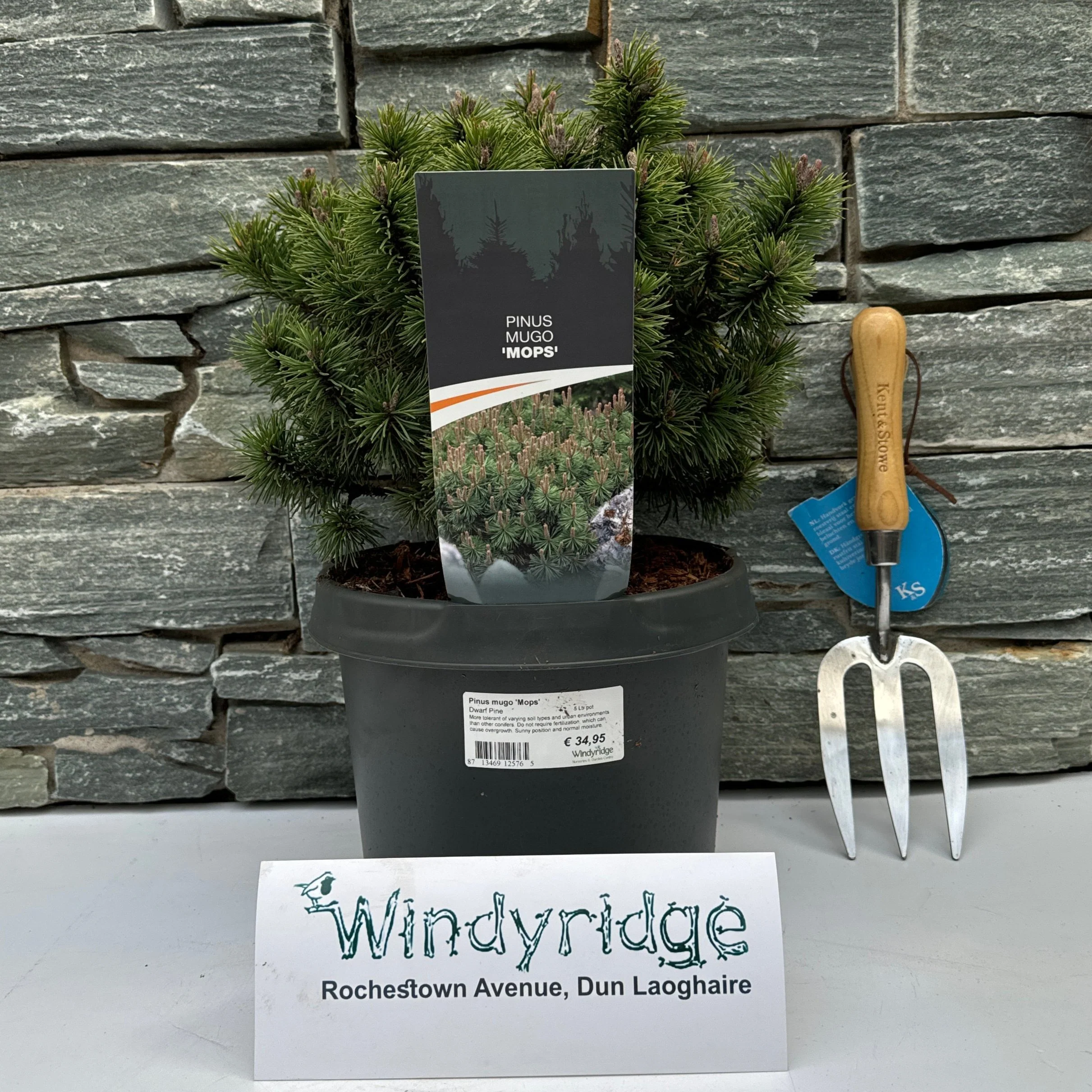 Pinus mugo 'Mops' 5 Ltr pot