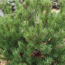 Pinus mugo 'Mops' 5 Ltr pot - Image 2