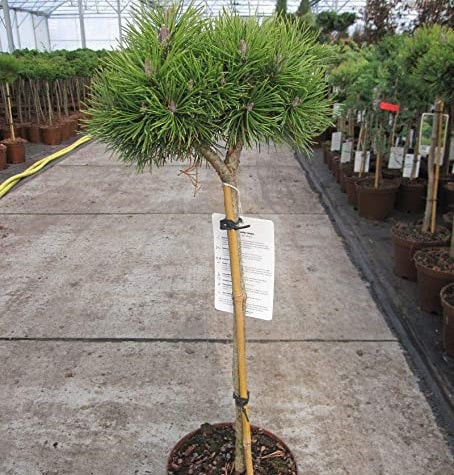 Pinus mugo Mops  50 CM STEM