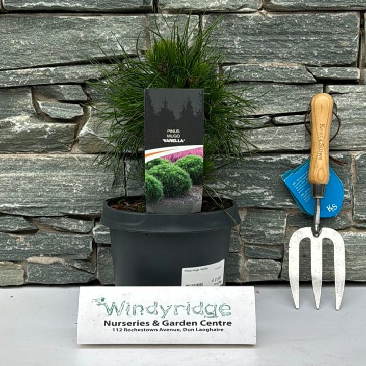 Pinus mugo Varella  (20-25 CM C3 Pot) - Image 2