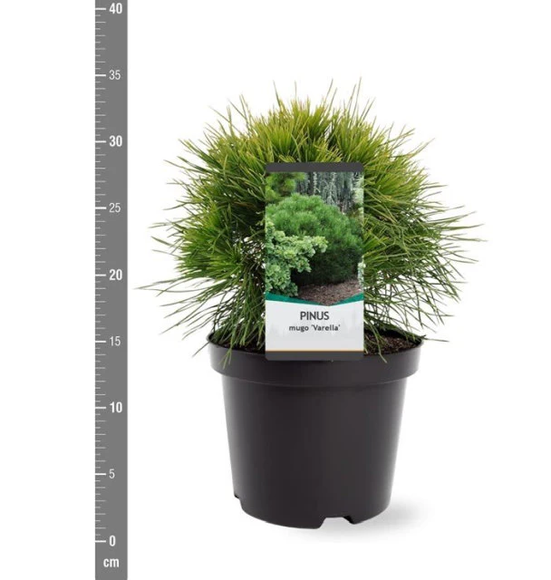 Pinus mugo Varella  (20-25 CM C3 Pot) - Image 4