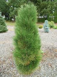 Pinus nigra Green Tower