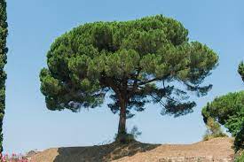 PINUS PINEA CLT 35  H 200 - 250 CM  CIRC. TR. 10 - 12 CM  STD - Image 3