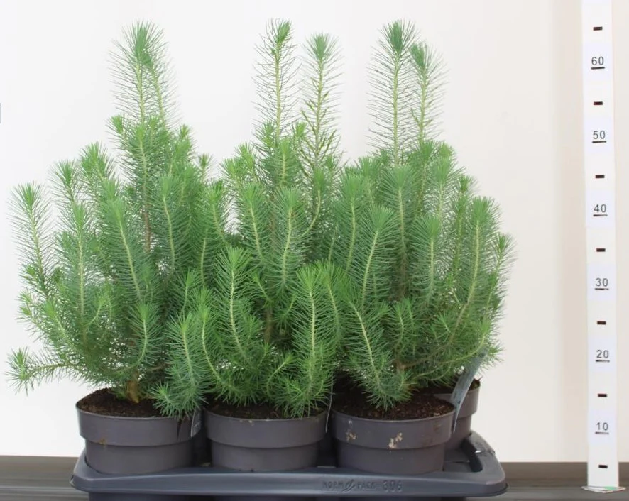 Pinus pinea Silvercrest  2 Ltr pot - Image 3