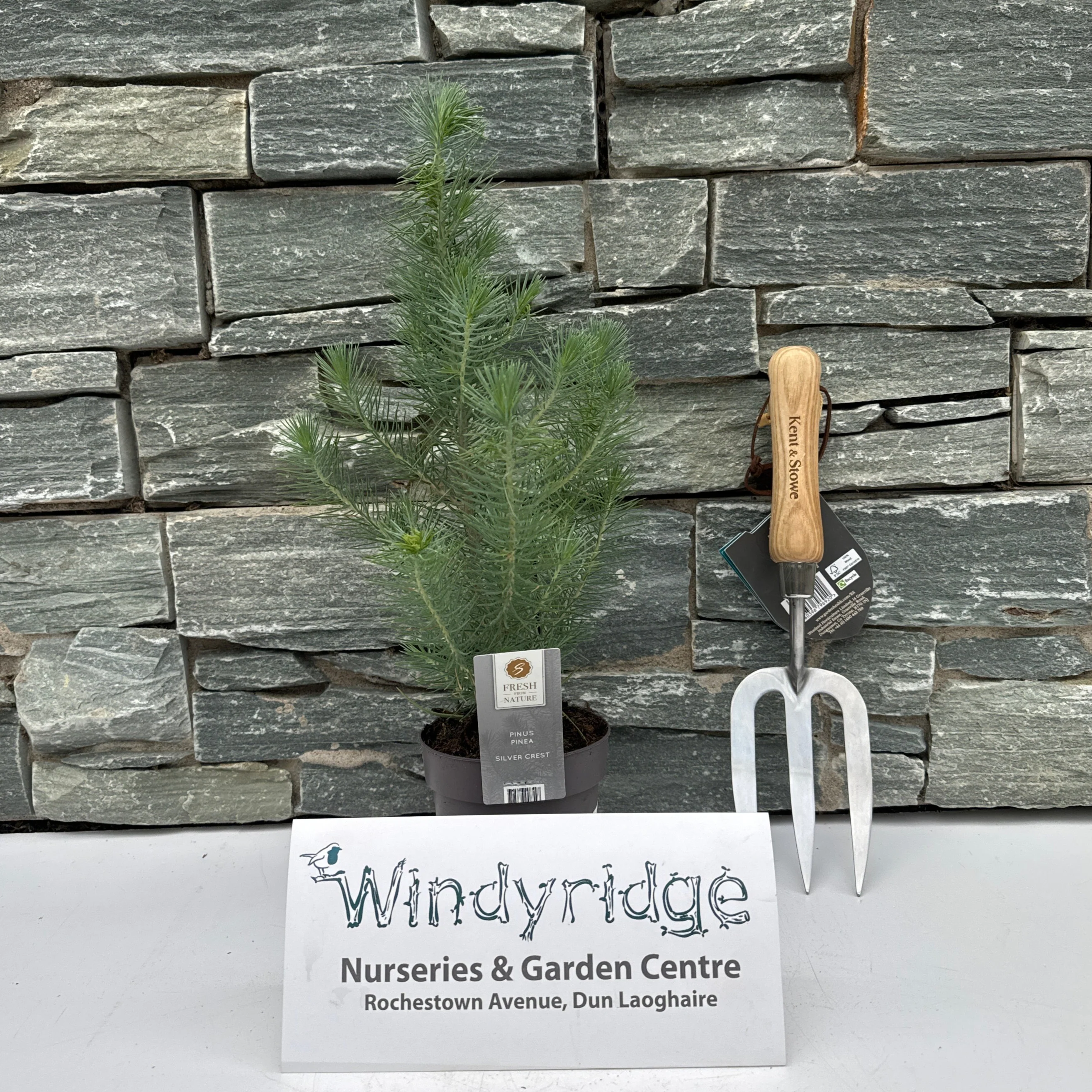 Pinus pinea Silvercrest  P10.5