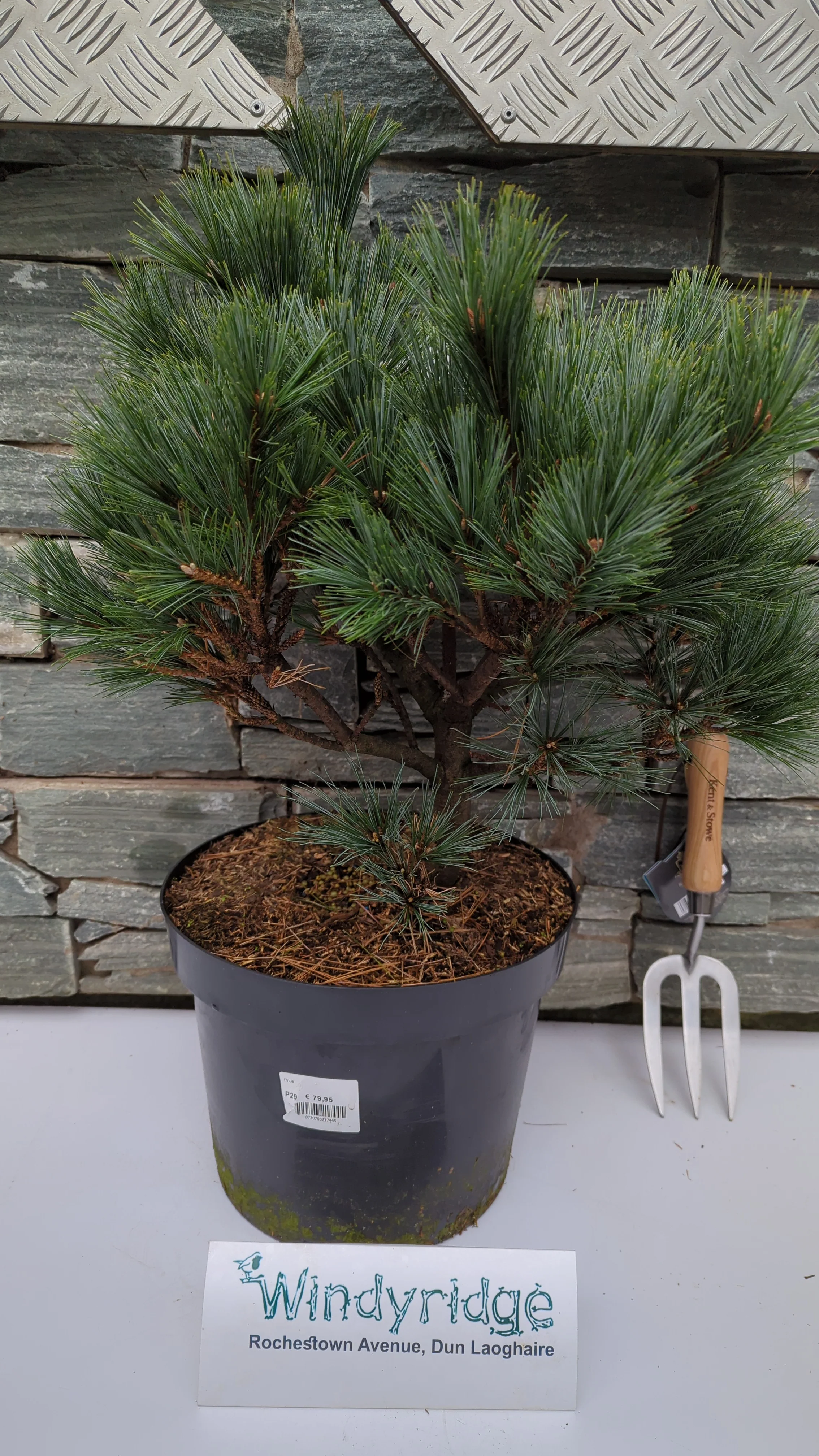 Pinus strobus Secrest - Image 2