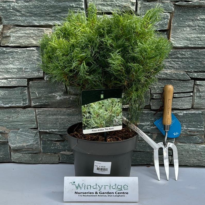 Pinus strobus Tiny Kurls - Image 2