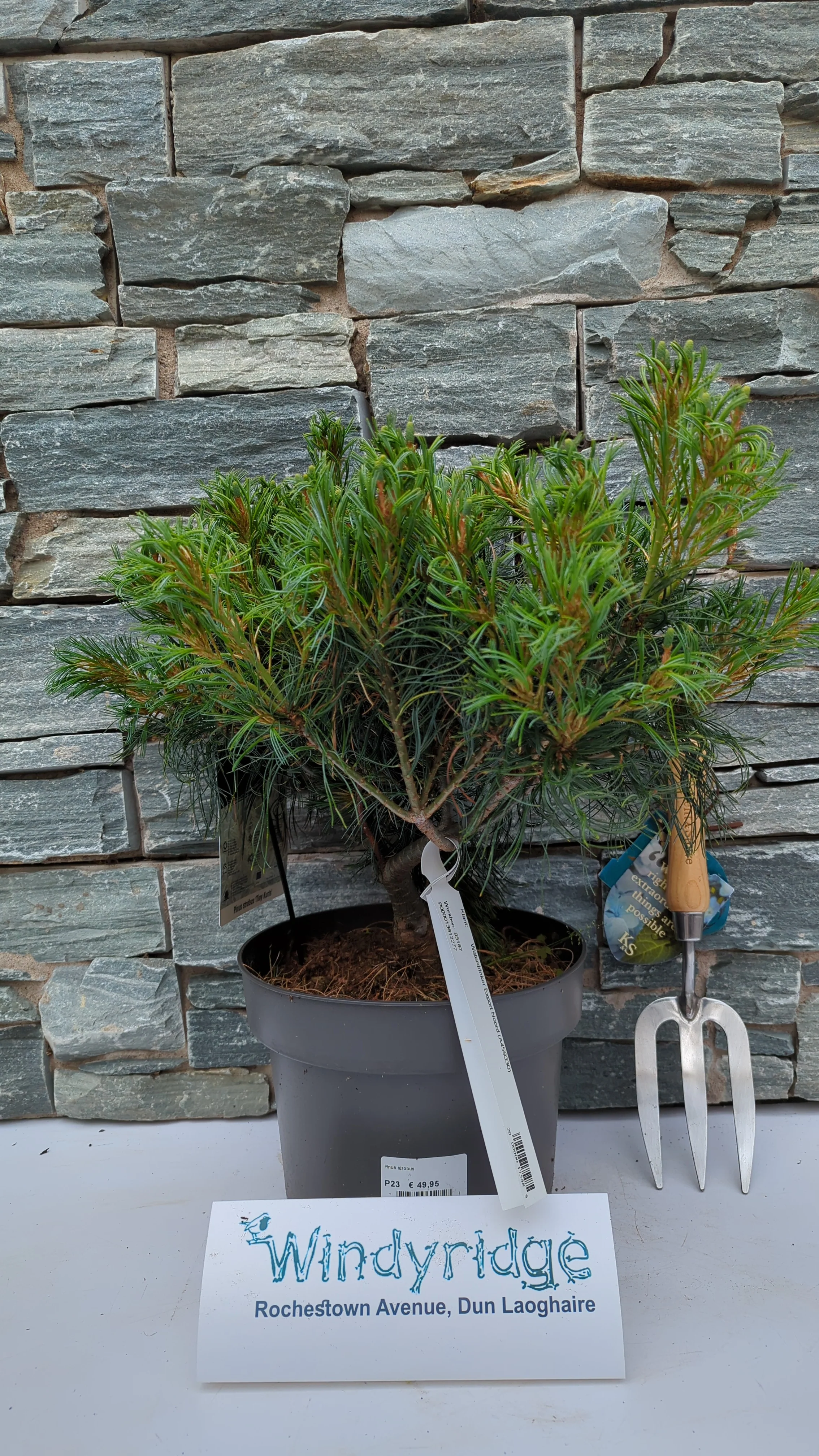 Pinus strobus Tiny Kurls - Image 3