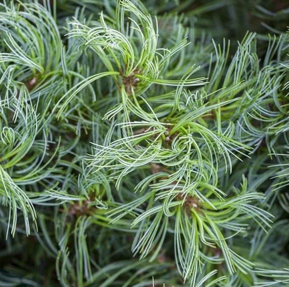Pinus strobus Tiny Kurls