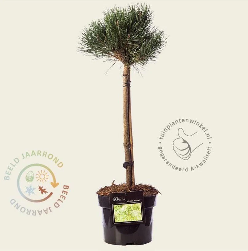 Pinus sylvestris Watereri