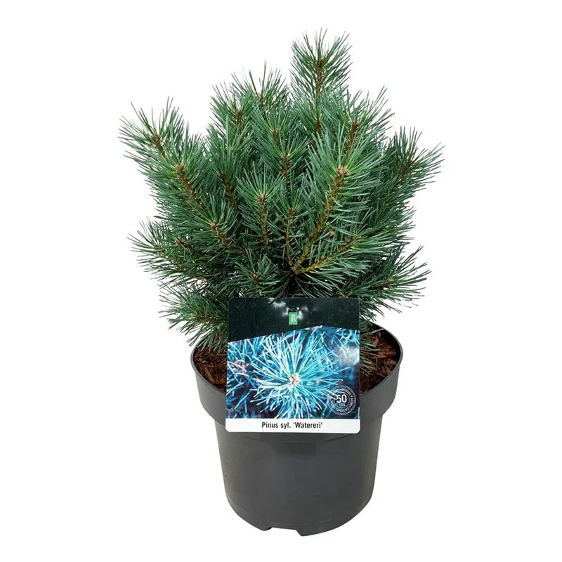 Pinus sylvestris Watereri  5 Ltr pot - Image 2