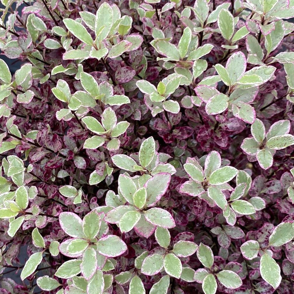 Pittosporum Bannow Bay