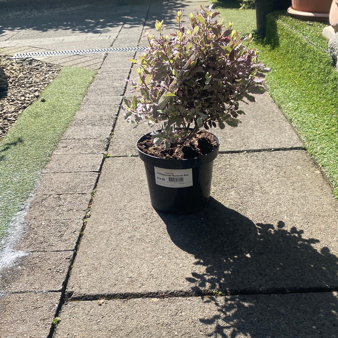 Pittosporum Bannow Bay - Image 3