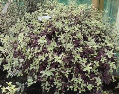 Pittosporum Bannow Bay - Image 2