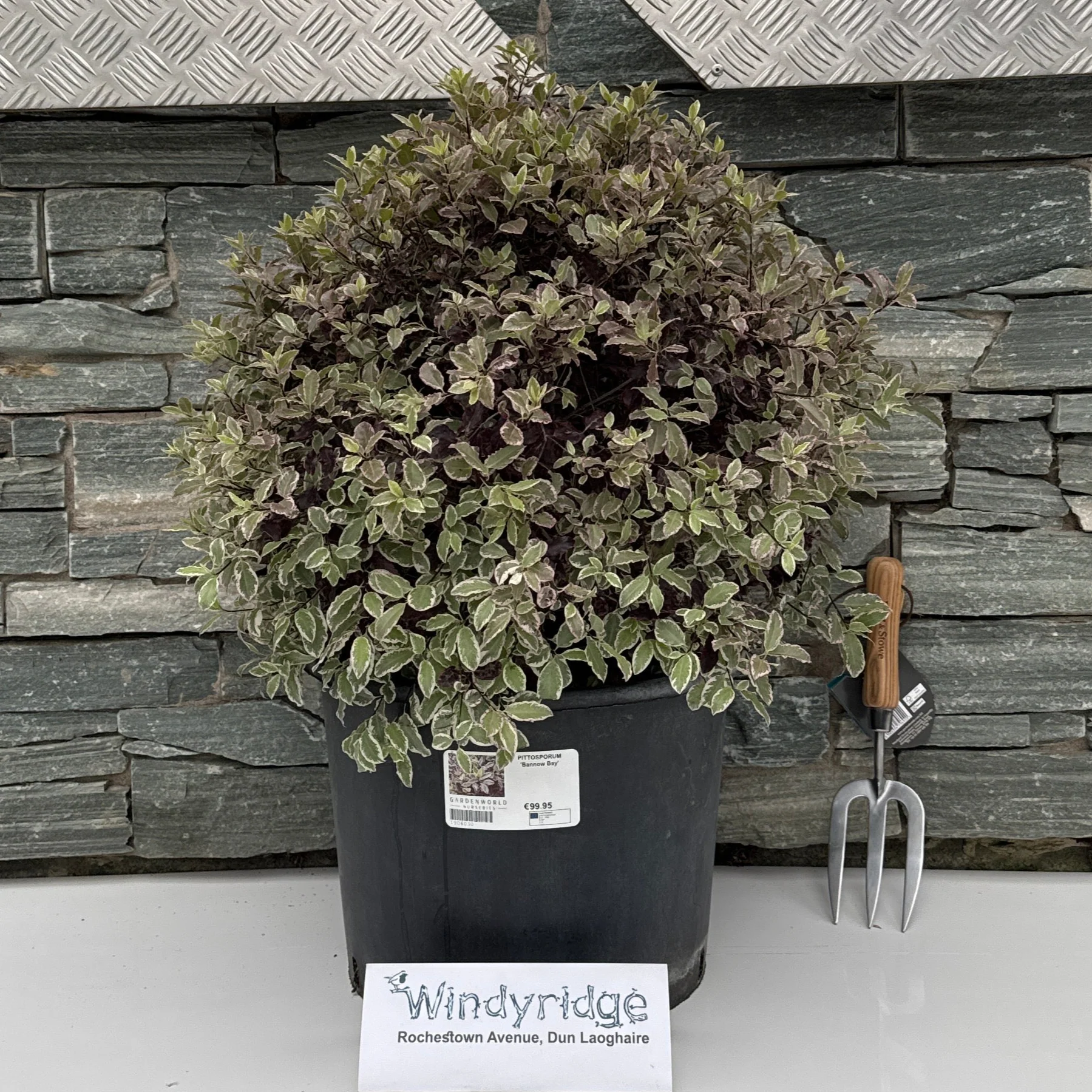 PITTOSPORUM Bannow Bay