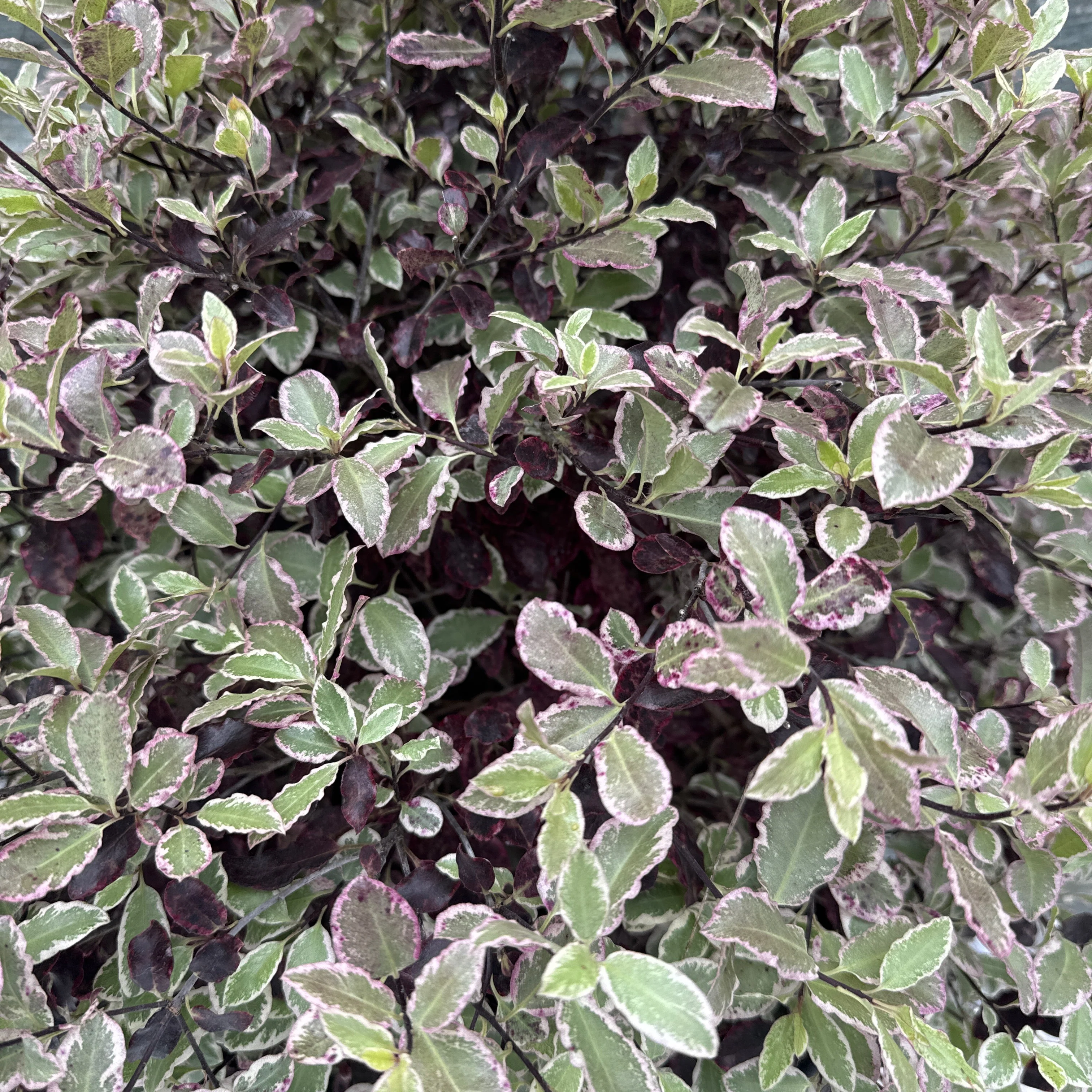 PITTOSPORUM Bannow Bay - Image 2