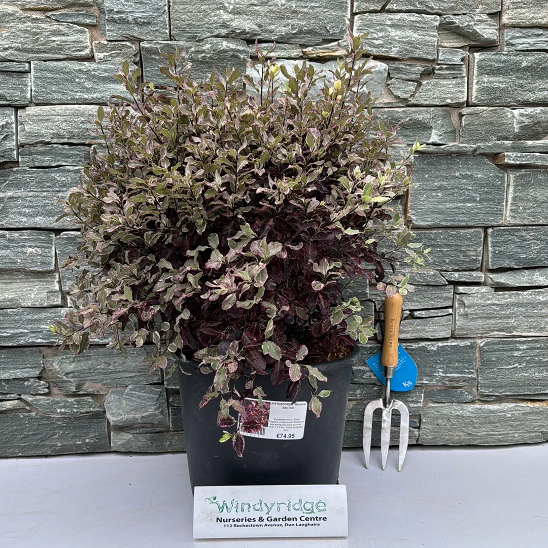 PITTOSPORUM Bannow Bay Ball - Image 2