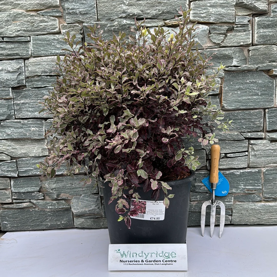 PITTOSPORUM Bannow Bay Ball - Image 4