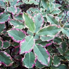 Pittosporum Elizabeth