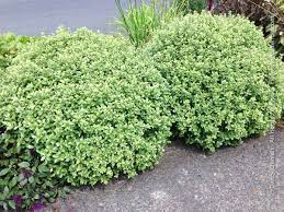 Pittosporum Gold Ball
