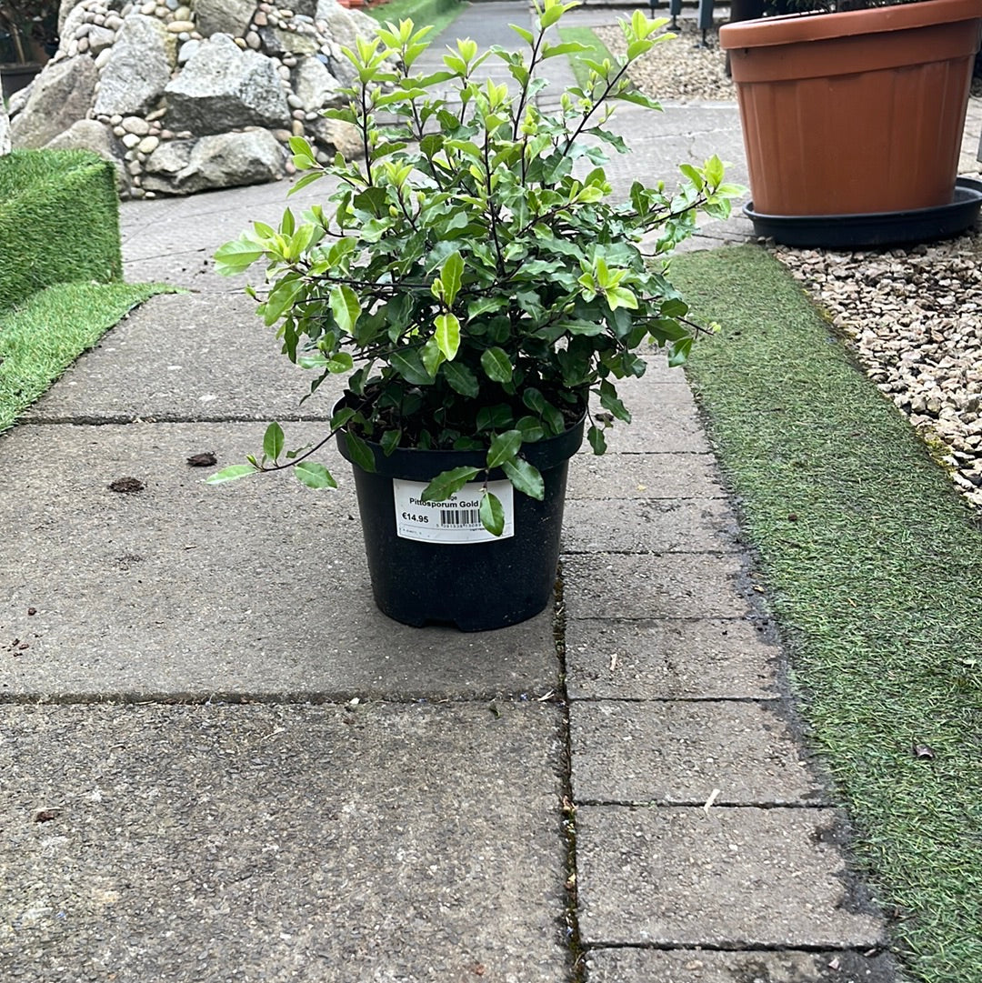 Pittosporum Gold Ball - Image 2
