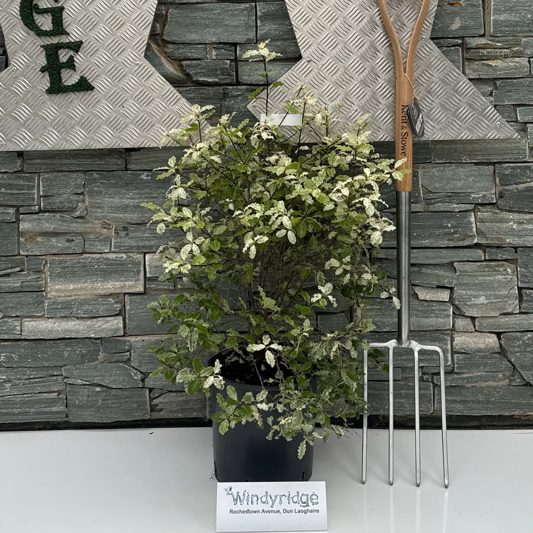 PITTOSPORUM Irene Patterson